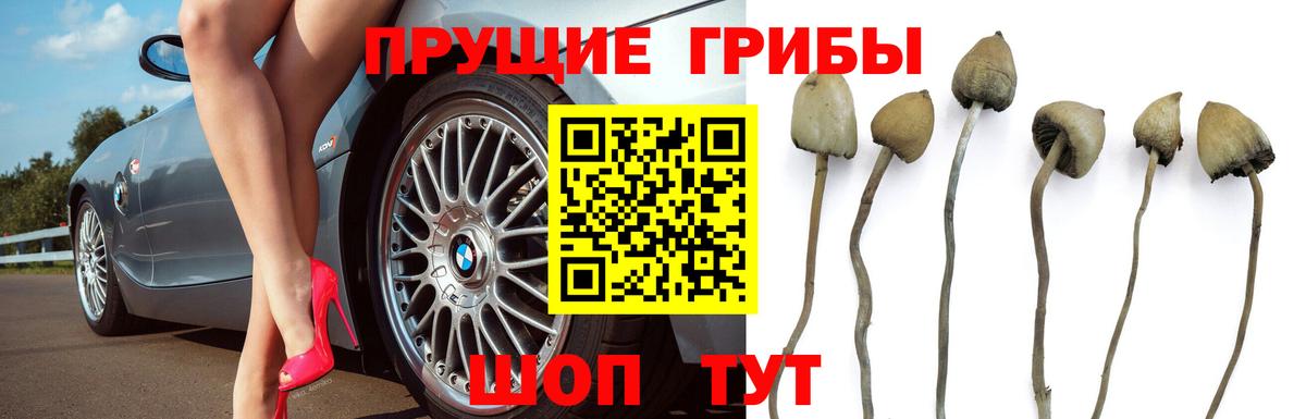 Псилоцибиновые грибы Psilocybe  Псилоцибиновые грибы прущие грибы  Сланцы  Вход с VPN 